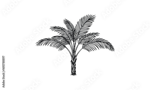 Black and white palm tree drawing with detailed leaves. Vector retro hand drawn illustration