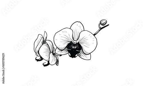 Detailed black and white illustration of orchid flowers with bud. Vector retro hand drawn illustration