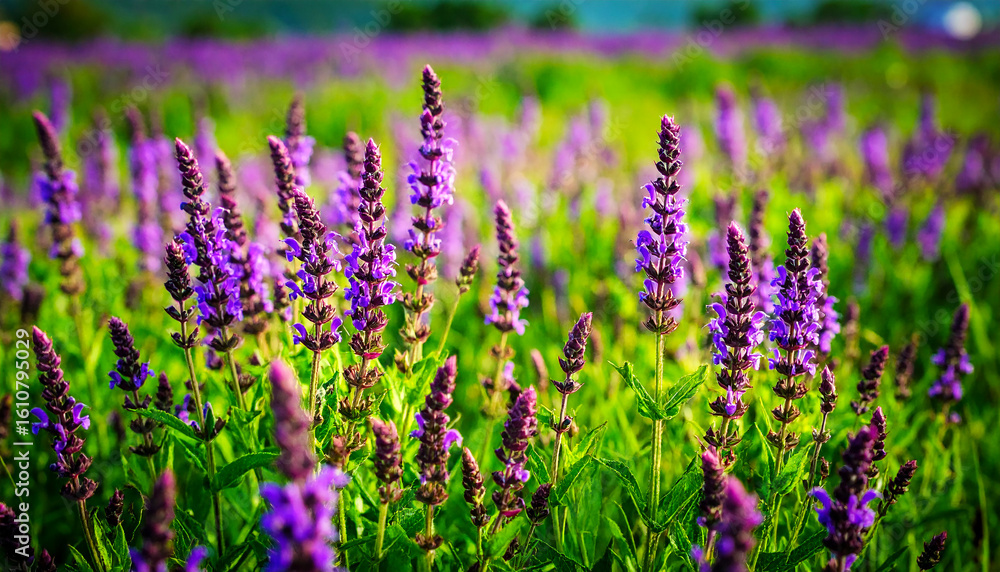 Naklejka premium salvias blooms, a beautiful background