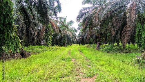 Dense oil palm plantation with overgrown greenery and a narrow dirt path running through