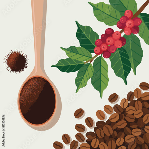 Freshly roasted coffee beans and ground coffee on a wooden spoon with coffee plant