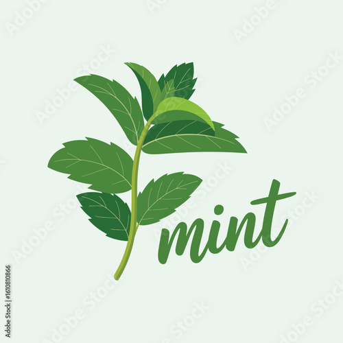 Fresh green mint leaves with the word mint written