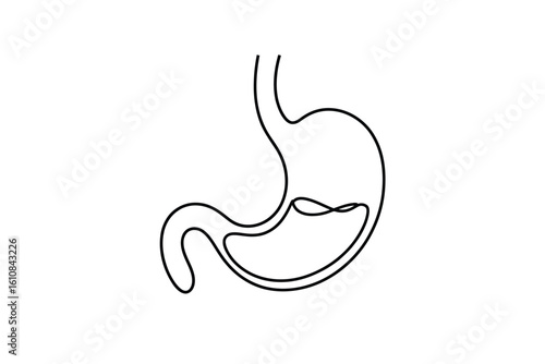 Simple line drawing of the human stomach anatomy