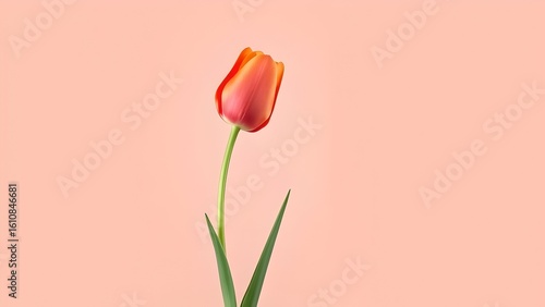 A single orange tulip stands tall against a soft pink background