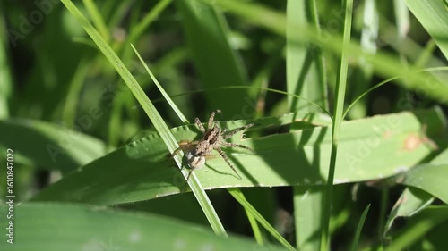 Wallpaper Mural 卵のうを抱えたウヅキコモリグモの雌 Torontodigital.ca