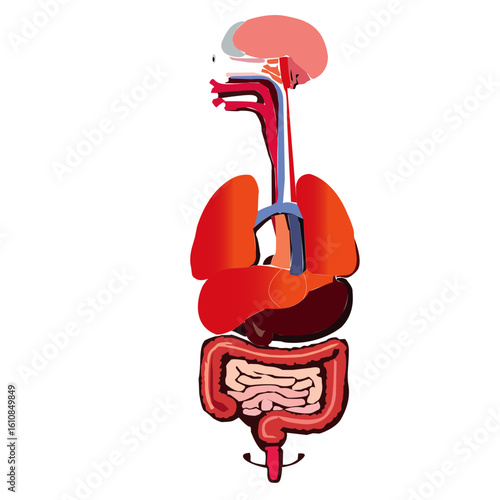 male organs