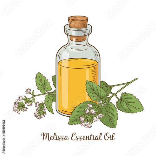 Glass bottle of melissa essential oil with fresh lemon balm leaves and flowers