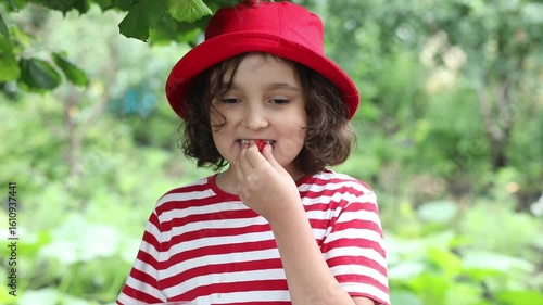 Little girl picking strawberry and eats enjoy juicy ripe on a garden.