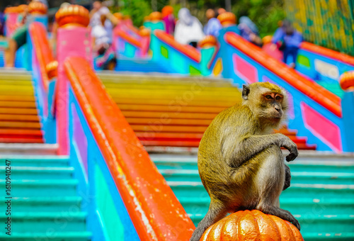 View of the monkeys resting at the colorful steps at Batu Caves located in the north of Kuala Lumpur, Malaysia.