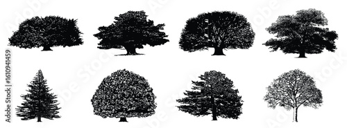 silhouette trees vector