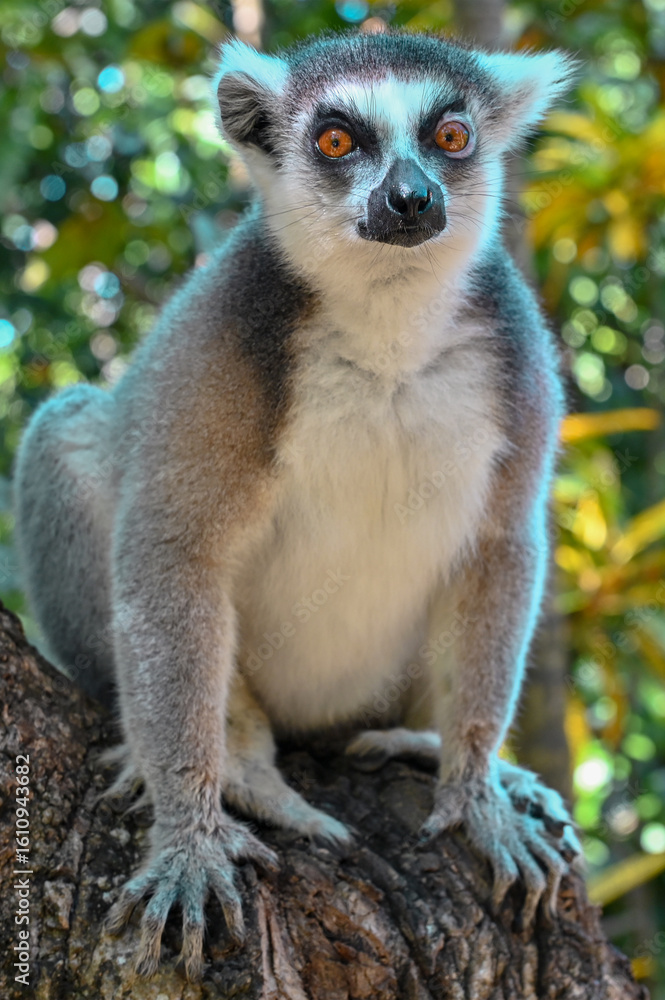 Obraz premium The ring-tailed lemur (Lemur catta) in Madagascar nature. 