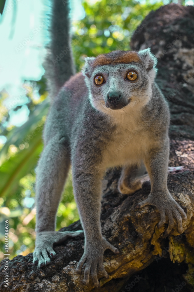 Obraz premium The crowned lemur (Eulemur coronatus) , Madagascar.