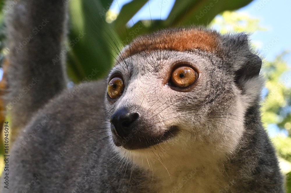 Fototapeta premium The crowned lemur (Eulemur coronatus) , Madagascar. 