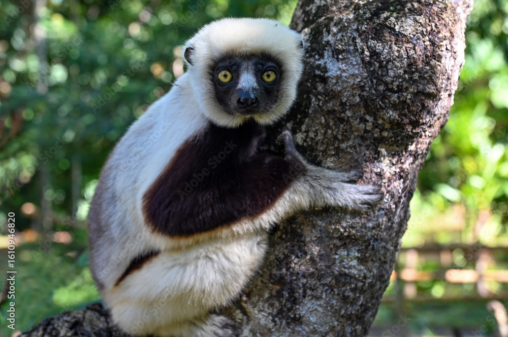 Obraz premium Sifaka lemur - Verreauxov sifaka – Propithecus verreauxi Madagascar