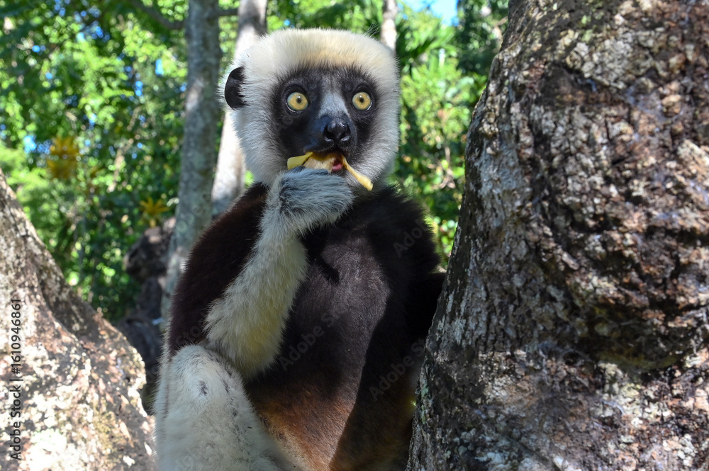 Fototapeta premium Sifaka lemur - Verreauxov sifaka – Propithecus verreauxi Madagascar