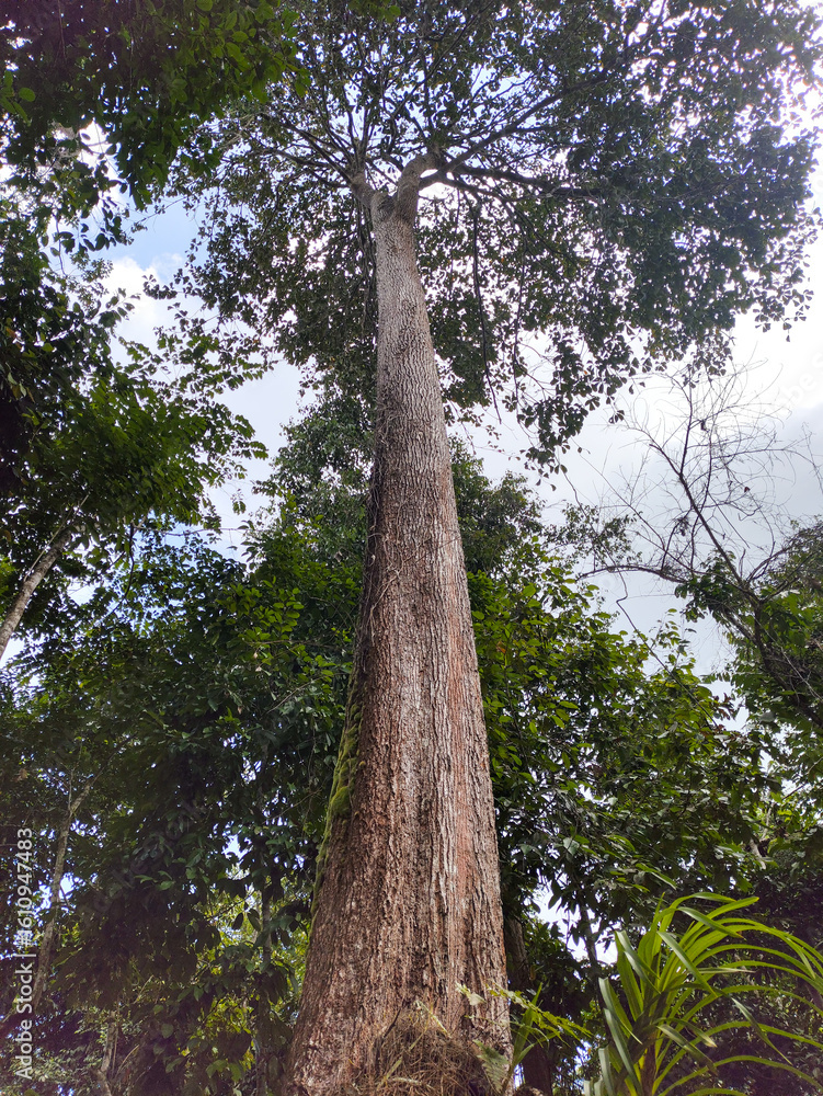 Fototapeta premium Low angle view of tall tree in the forest