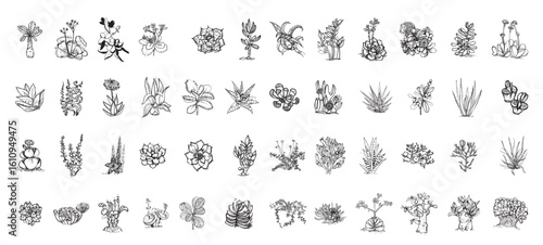 Succulents Illustrations in Art Ink Style