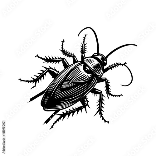 Detailed illustration of a cockroach isolated on white background