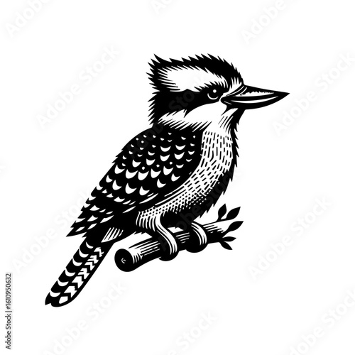 A kookaburra bird perched on a branch in a vintage engraving style