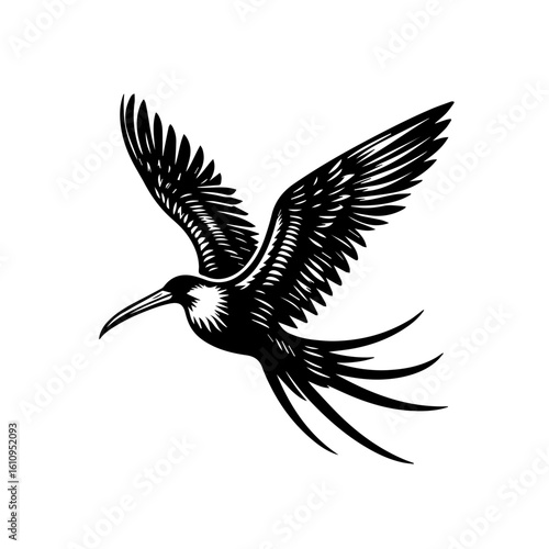 A dynamic illustration of a frigatebird in flight