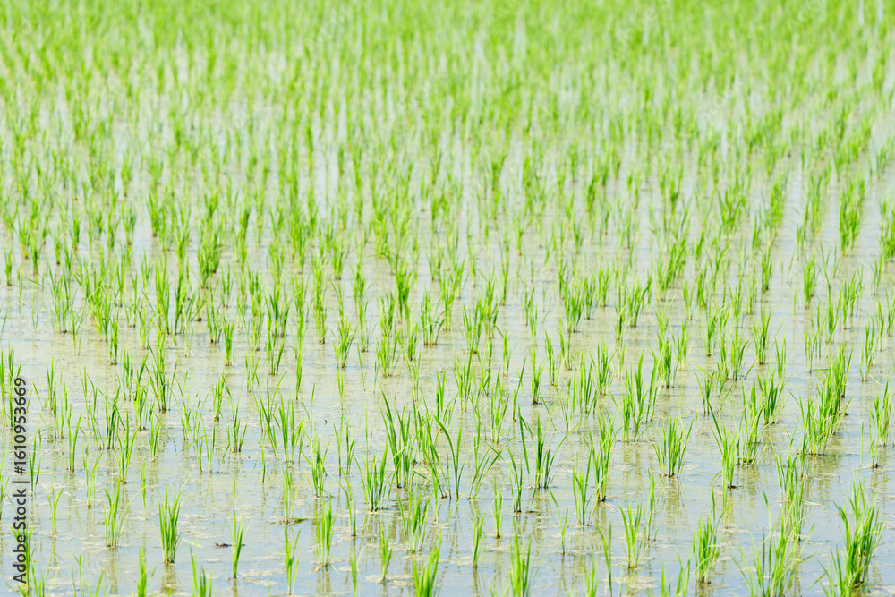 Obraz premium landscape of rice plants growing in summer rice fields