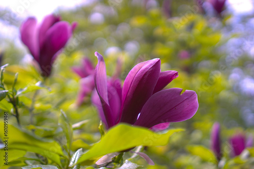 Showy purple flowers of the Magnolia liliiflora variety Nigra.