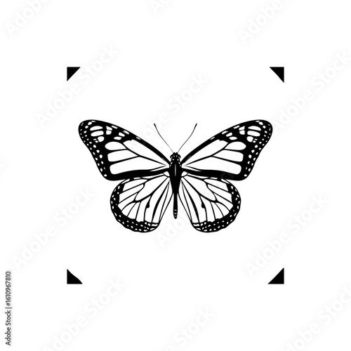 butterfly on white background