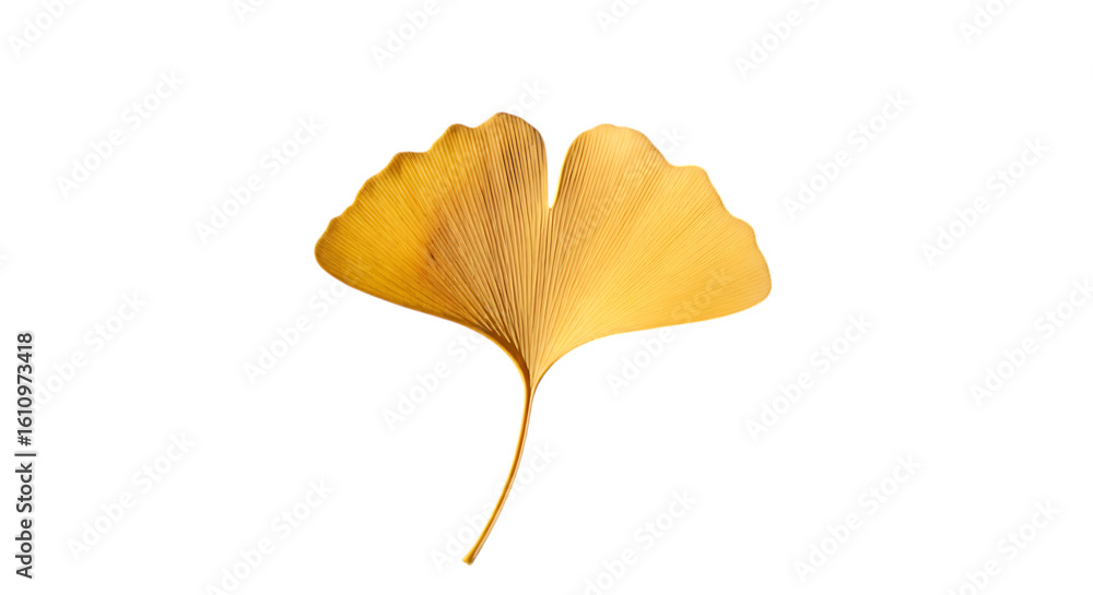 Fototapeta premium A golden ginkgo leaf isolated on transparent background shines brightly