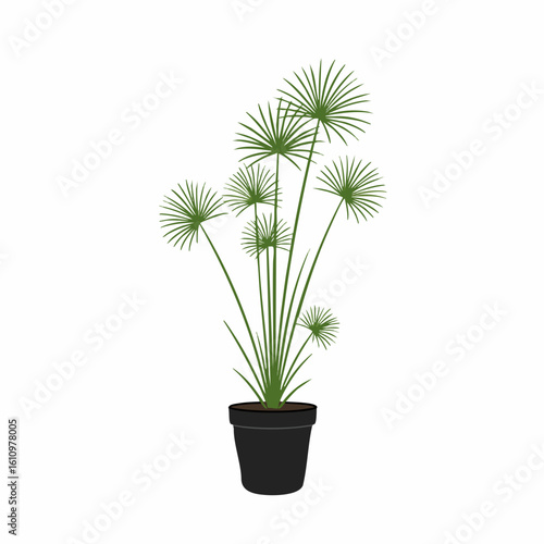 Elegant papyrus plant with radiating green foliage in a dark pot