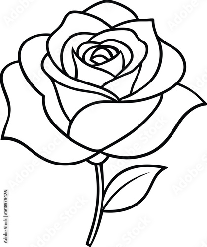 A beautiful rose flower isolated on white background in black and white