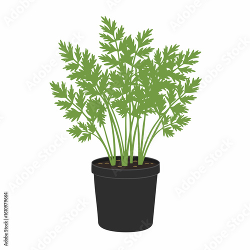 Lush Green Parsley Plant in a Black Pot
