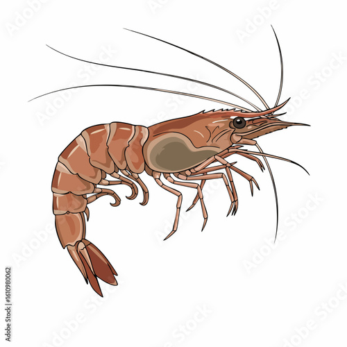 Detailed Illustration of a Brown Shrimp, Aquatic Creature