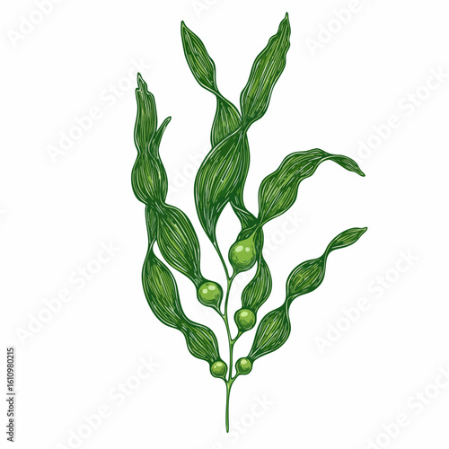 Detailed Illustration of a Kelp Plant with Intricate Leaf Details