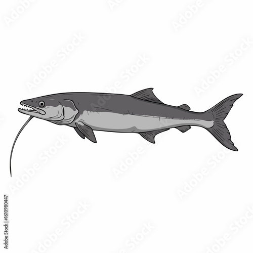 Detailed Illustration of a Hake Fish with a Long, Distinctive Barb.