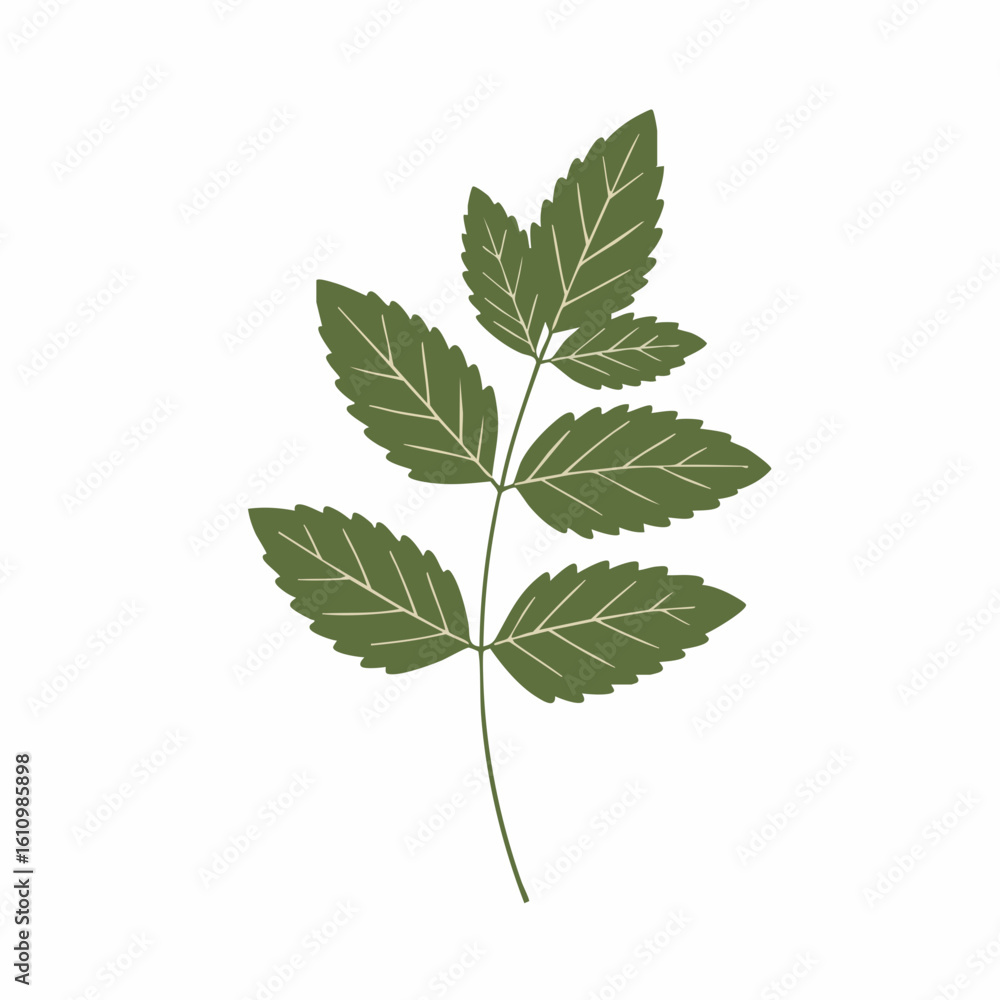 Detailed Green Leafy Branch with Veins, Simple and Elegant Design Detailed Green Leafy Branch with Veins, Simple and Elegant Design
