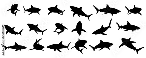 Illustration of a shark silhouette in various poses. Vector illustration.