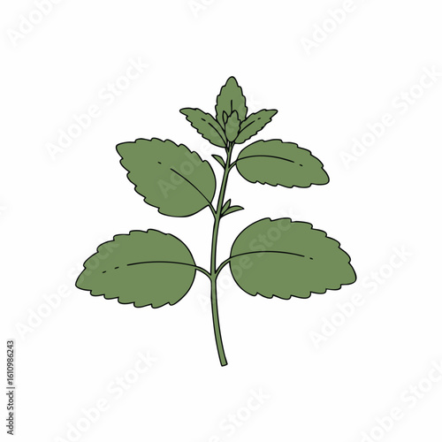 Detailed Illustration of a Lemon Balm Plant