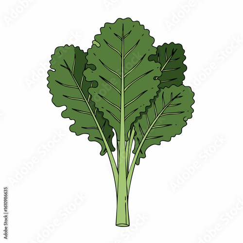 Vibrant Green Chard Bunch Illustration: Detailed Hand-Drawn Leafy Vegetable