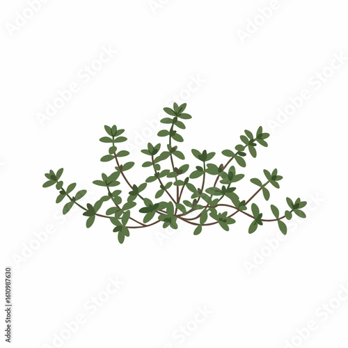 Wallpaper Mural Lush Thyme Sprig Illustration: Delicate Green Foliage Torontodigital.ca
