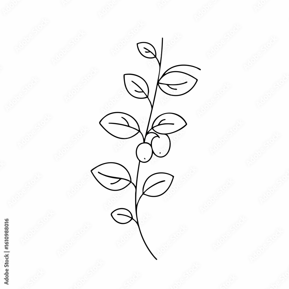 Obraz premium Delicate Line Art Depicting a Simple Branch with Berries and Leaves
