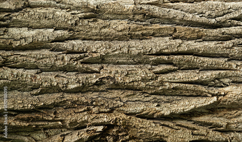 Old bark tree texture. Natural wood surface pattern, old tree skin