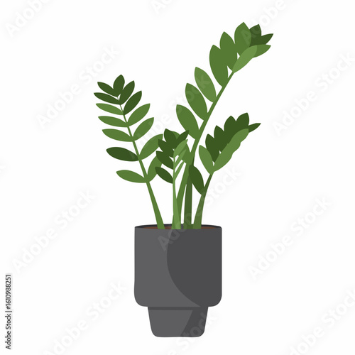 Zamioculcas Zamiifolia Plant with Dark Gray Pot, Lush Green Leaves