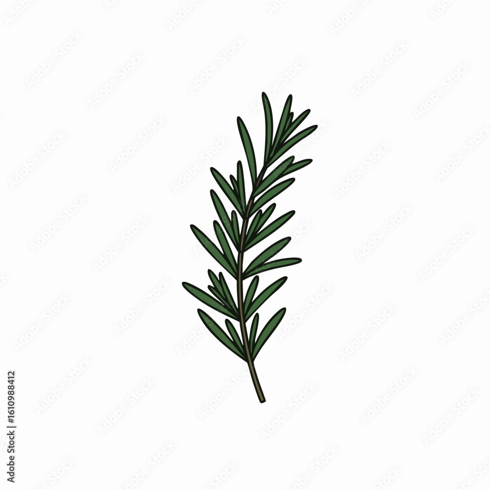 Obraz premium Stylized Rosemary Sprig Illustration with Dark Green Leaves and Brown Stem
