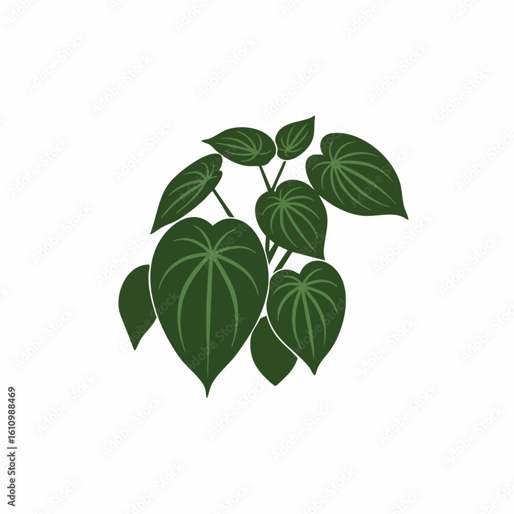 Fototapeta premium Lush Heart-Shaped Leaves of a Philodendron Plant