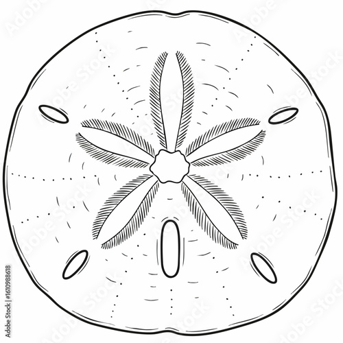 Detailed Black and White Illustration of a Sand Dollar's Anatomy
