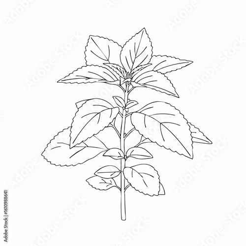 Detailed Line Drawing of a Single Peppermint Plant