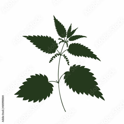 Dark Green Stinging Nettle Silhouette Botanical Illustration
