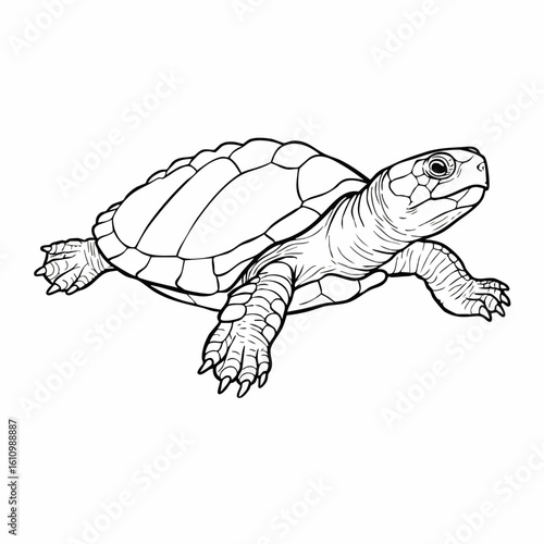 Detailed Line Art Illustration of a Turtle