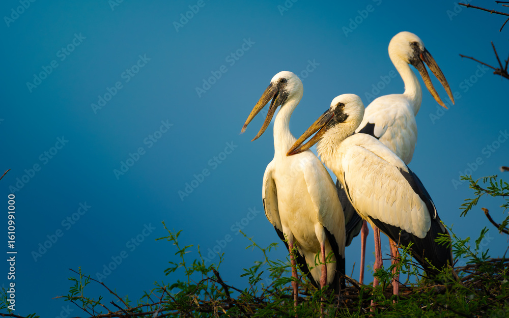Φωτογραφία Three Asian Openbill Storks perched on treetops under clear blue sky at Keoladeo Bharatpur Bird Sanctuary, captured in vibrant natural light during golden hour