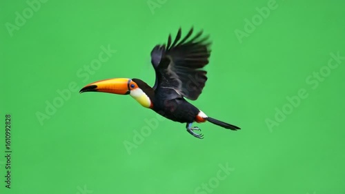 Colorful Toucan Soaring Through the Air on Green Screen Background